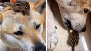 Vidéo : Un chien effectue le plus doux et le plus petit "vol" d'un fromage à sa sœur écureuil