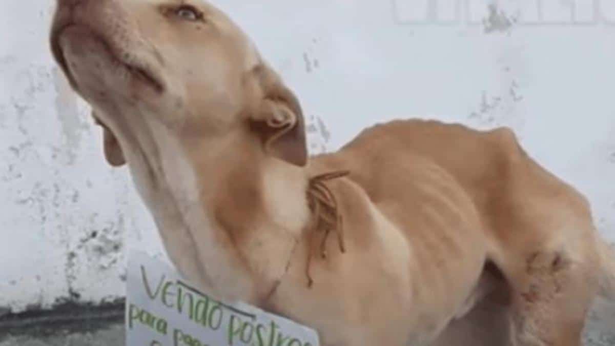 Vidéo : Un chien errant qui suppliait les gens d'acheter des beignets pour financer le coût de son opération est maintenant au paradis