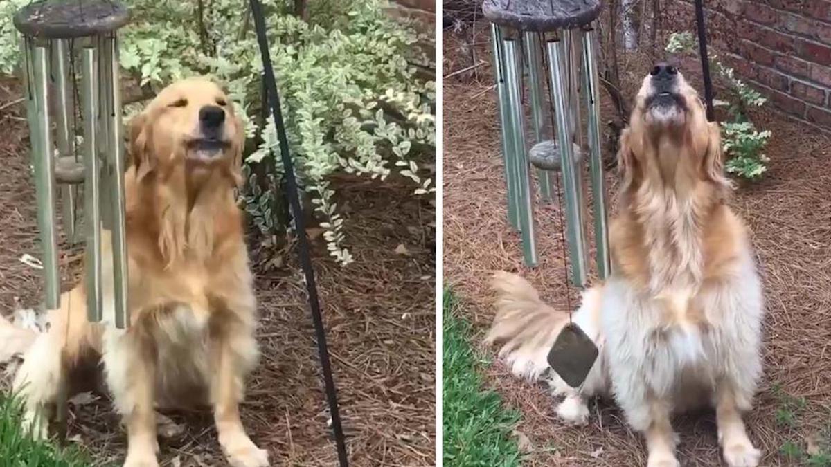 Vidéo : Un chien fait sonner les "carillons éoliens" tous les jours pour qu'il puisse chanter