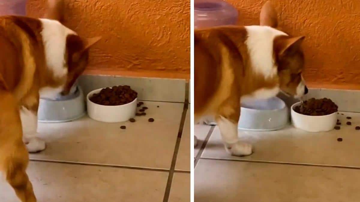 Vidéo : Un chien n'aime pas ses croquettes sèches, il les trempe dans l'eau à l'aide de son nez