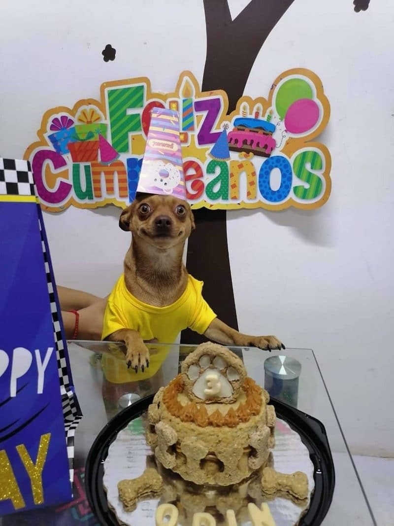 dog