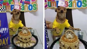 Vidéo : Un chien ne peut s'empêcher de sourire après que sa famille se soit souvenue de son anniversaire