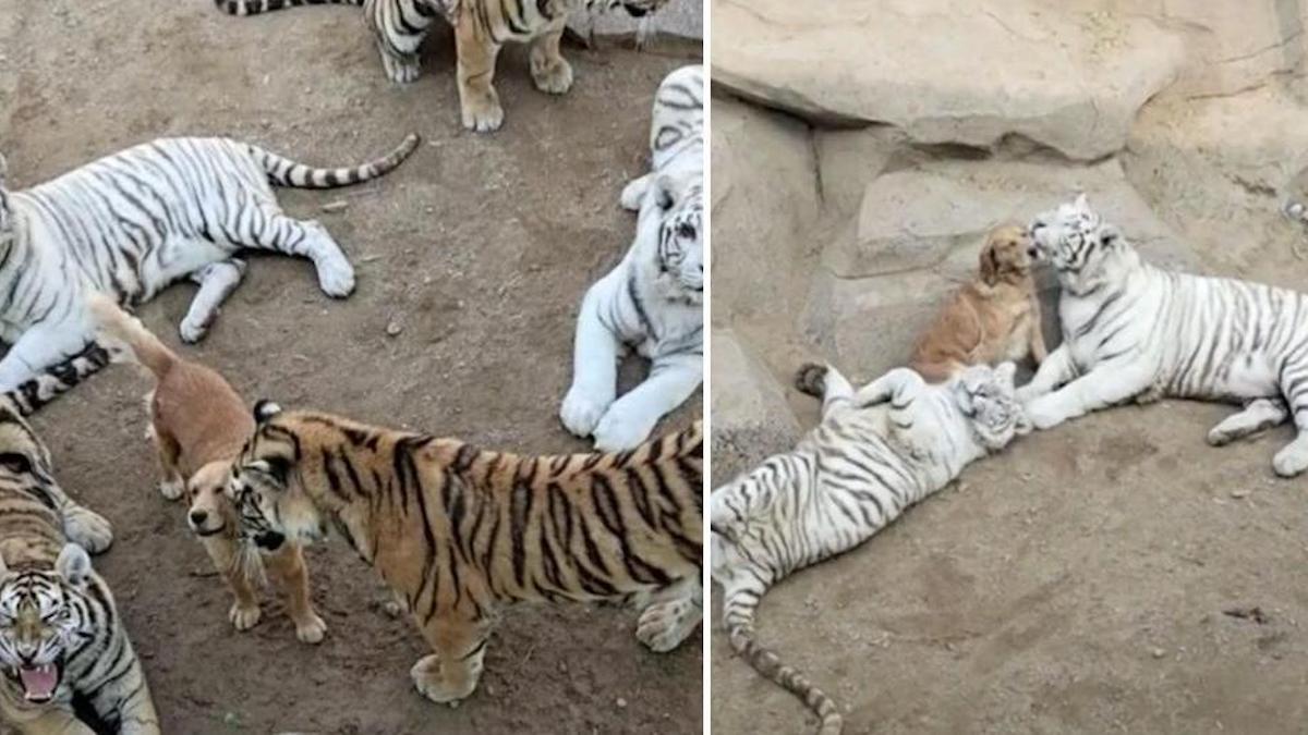 Vidéo : Un chien passe de tendres moments avec des tigres dans un zoo, ils sont les meilleurs amis du monde