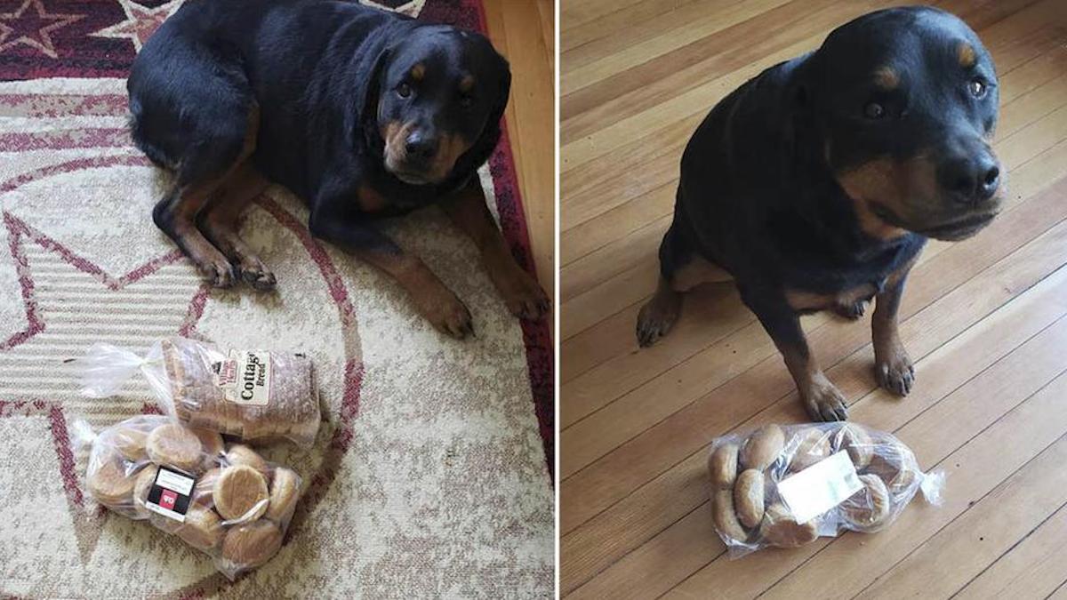 Vidéo : Un chien protège le pain chaque fois que sa famille quitte la maison