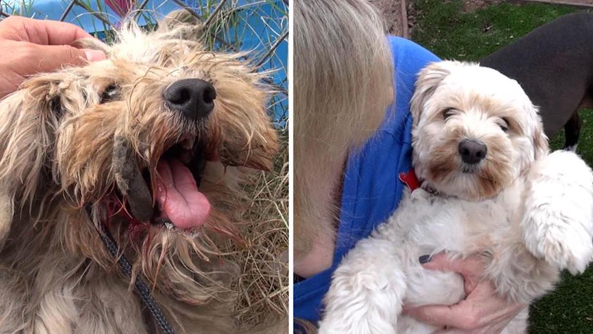 Vidéo : Un chien sans abri effrayé perd 2 kilos de fourrure et gagne un peu d'espoir