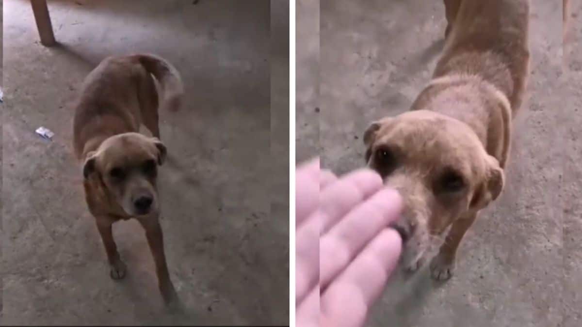Vidéo : Un chien vient sur un chantier de construction pour demander de l'aide, les ouvriers décident de l'adopter