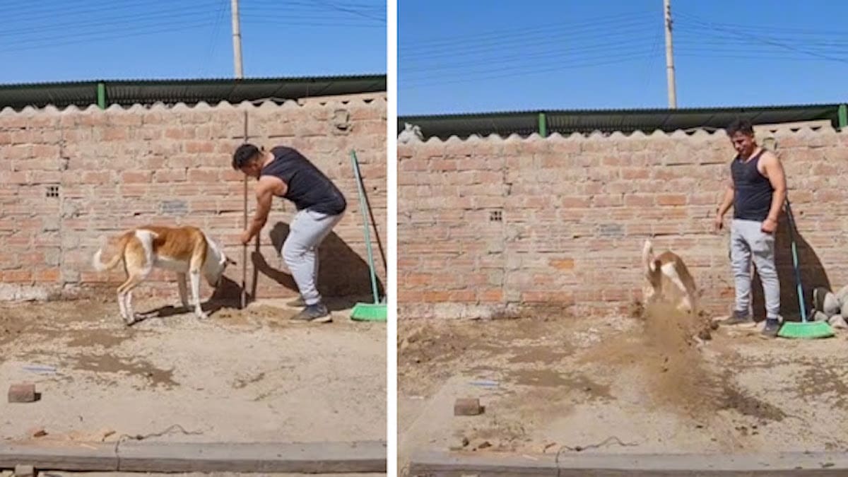 Vidéo : Un chien voit son maître incapable de creuser un trou et décide de faire son travail
