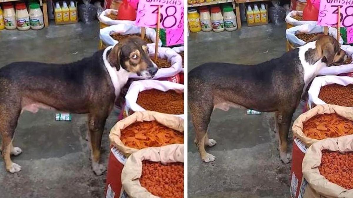 Vidéo : Un commerçant permet à un chien errant de se nourrir librement de ses marchandises