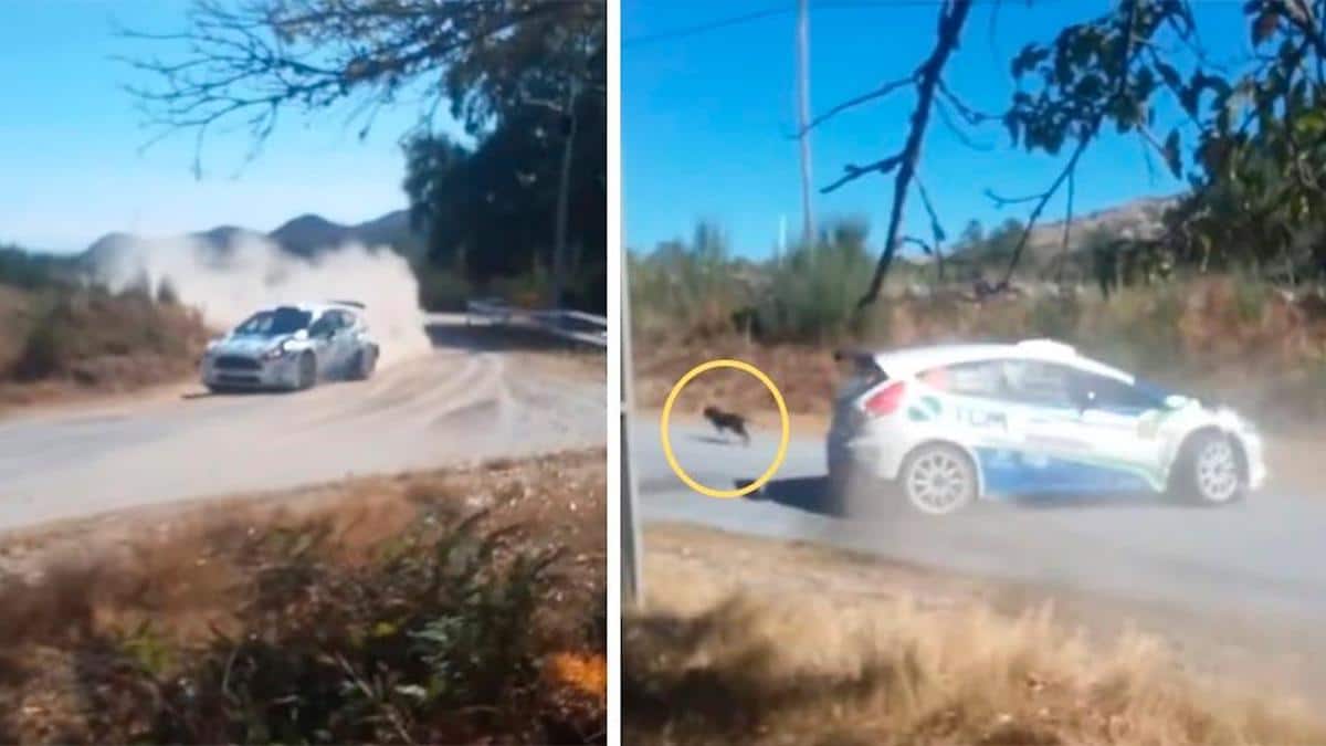 Vidéo : Un conducteur renonce à gagner une course pour sauver un chien qui a traversé la route