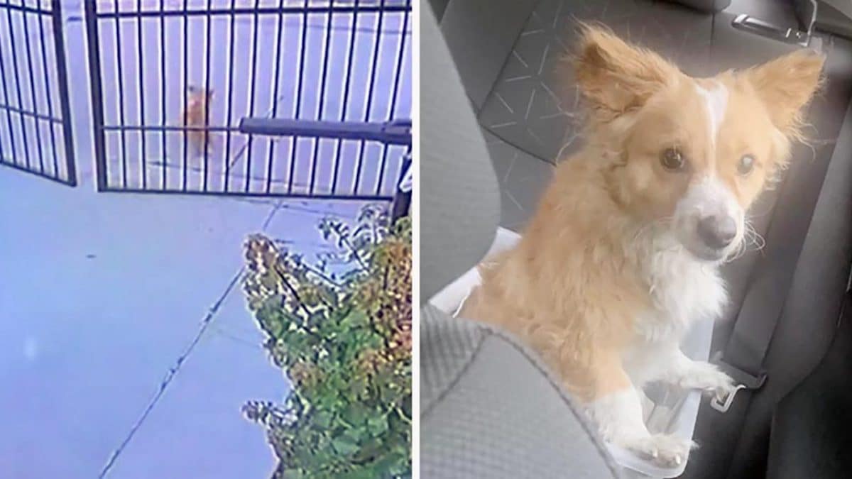 Vidéo : Un couple voit un chien sans abri attendre devant sa porte et le laisse entrer...