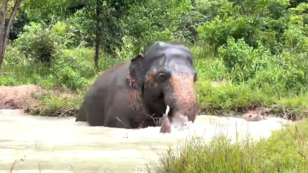 Vidéo: Un éléphant profite d'un bain après avoir passé des années dans un zoo