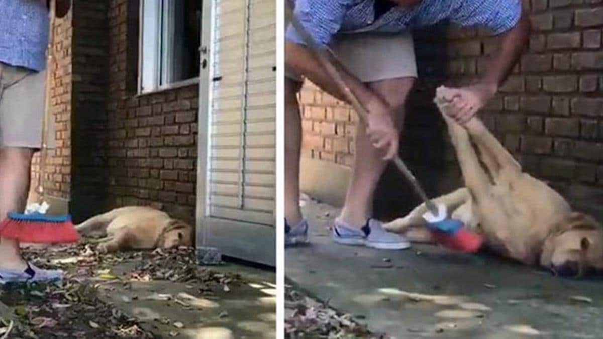 Vidéo : Un homme ne veut pas interrompre le confort de sa chienne, alors il balaie autour d'elle...