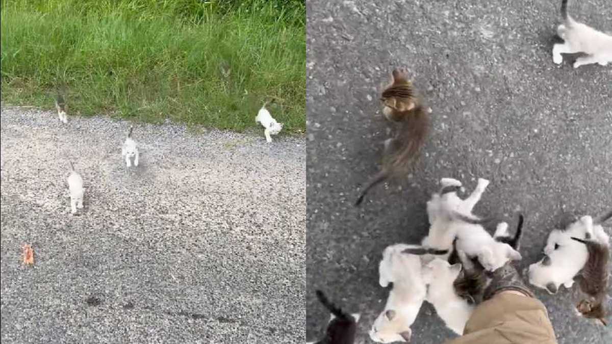 Vidéo : Un homme "pris en embuscade" par un joli groupe de bébés chats alors qu'il tentait de sauver l'un d'eux