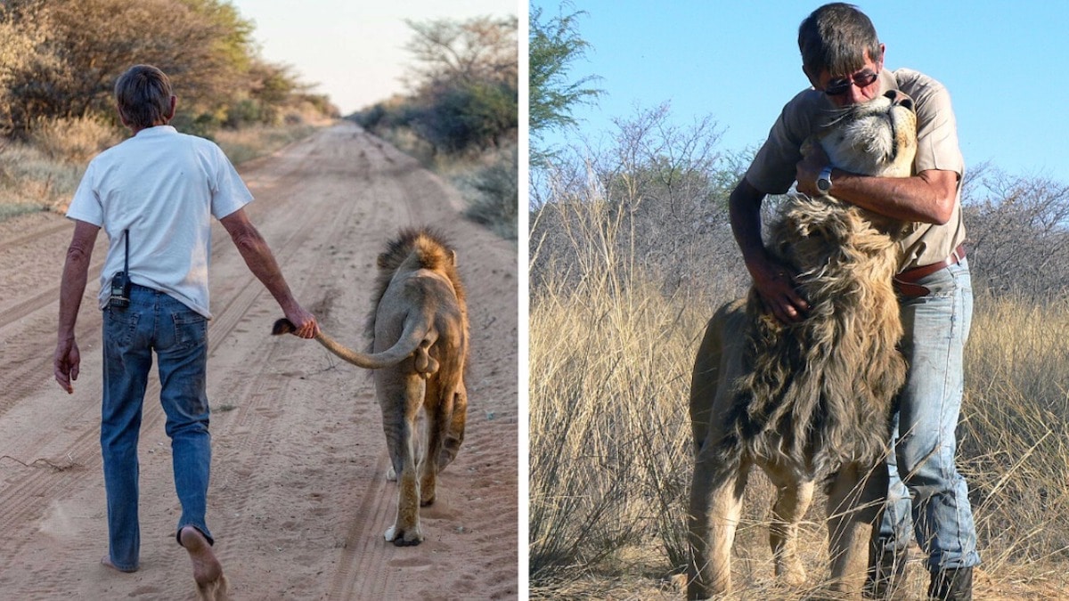 Vidéo : Un homme sauve la vie d'un lion et il le remercie en lui accordant son amitié depuis 11 ans