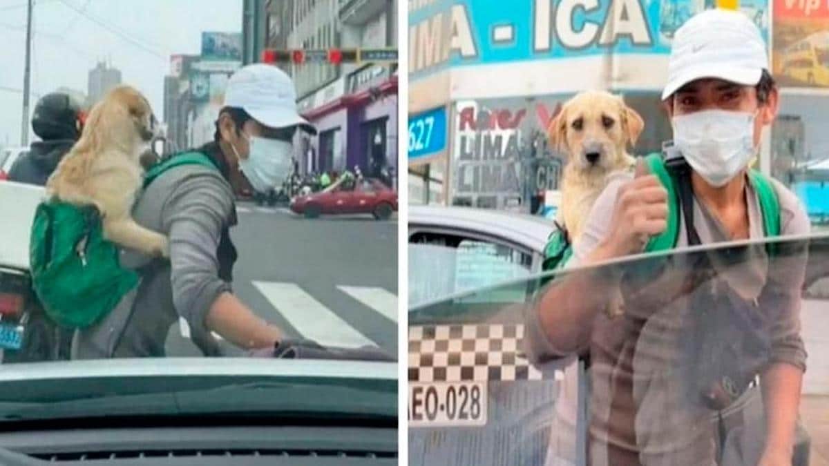 Vidéo: Un homme travaille avec son chien pour nettoyer les pare-brise aux feux de signalisation
