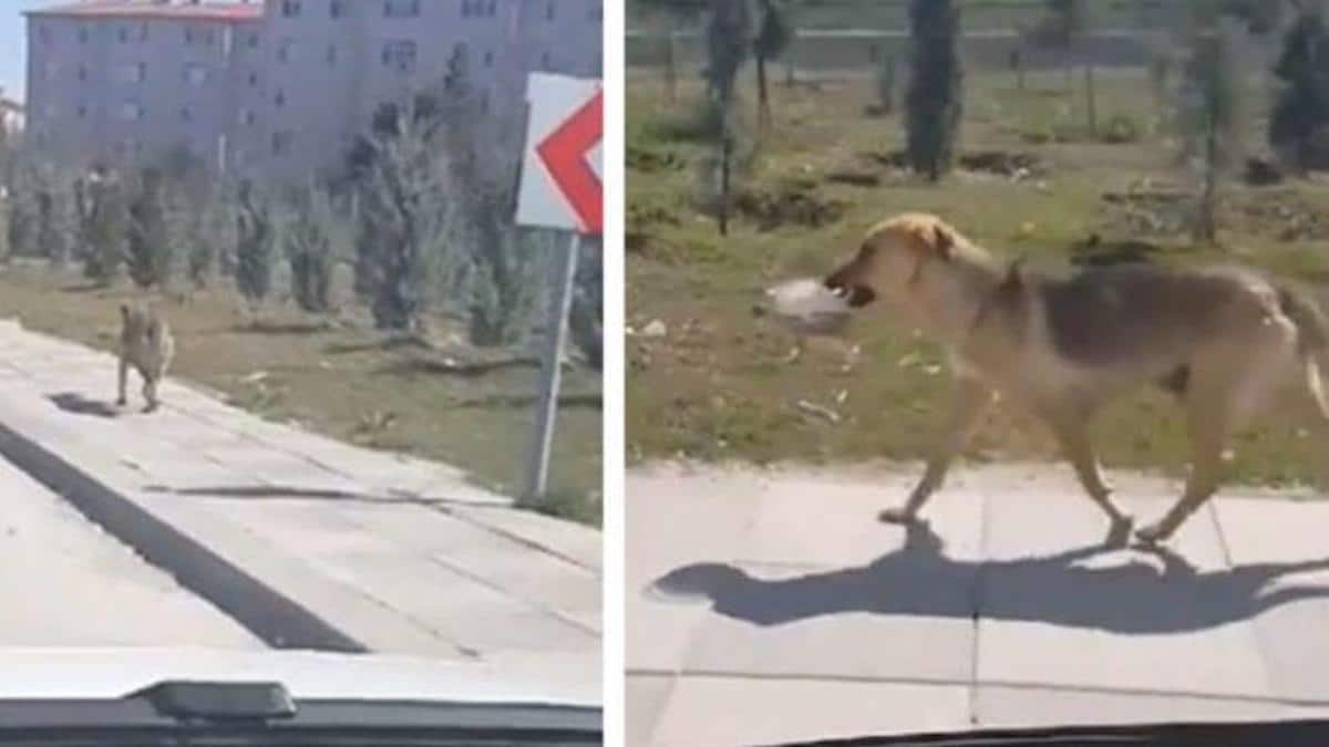 Vidéo : Un homme voit un chien abandonné portant un bol de nourriture et décide de le suivre
