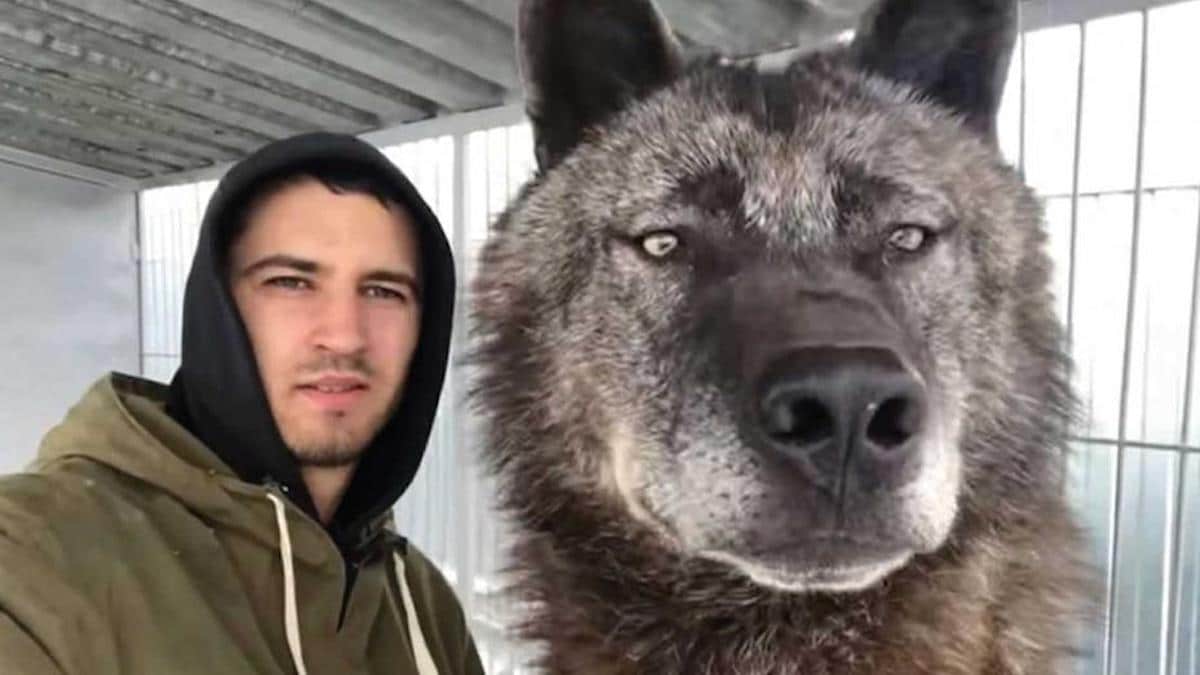 Vidéo: Un jeune homme a préféré avoir un énorme loup comme animal de compagnie plutôt qu'un chien : "C'est comme un animal de compagnie"