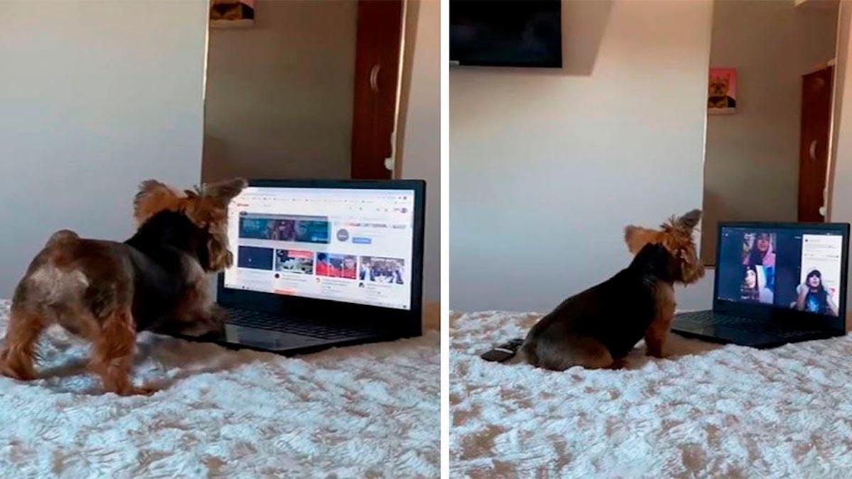 Vidéo : Un jeune homme retrouve sa chienne utilisant son ordinateur portable comme un expert