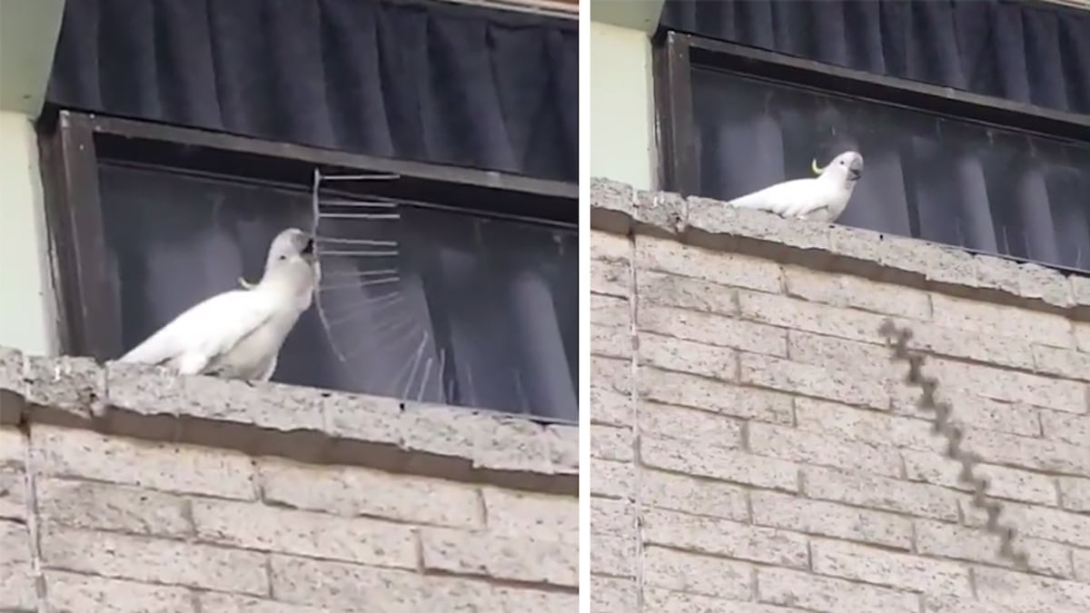 Vidéo : Un perroquet a arraché des dizaines de piques anti-oiseaux et les a lancées sur les piétons