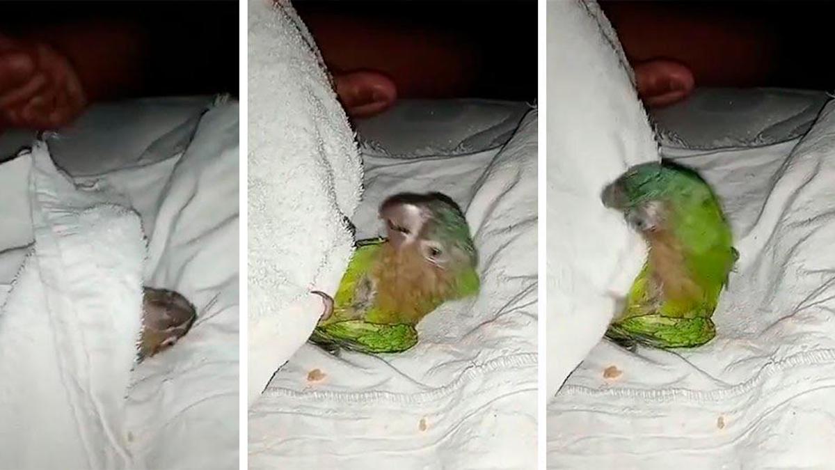 Vidéo : Un perroquet dort dans le lit de son maîtresse et s'énerve lorsque la couverture est retirée