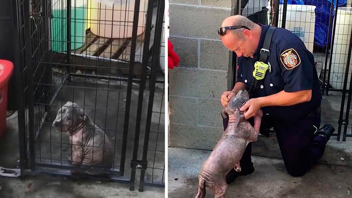 Vidéo : Un petit pitbull trouve le bonheur après avoir été adopté par le pompier qui l'a sauvé