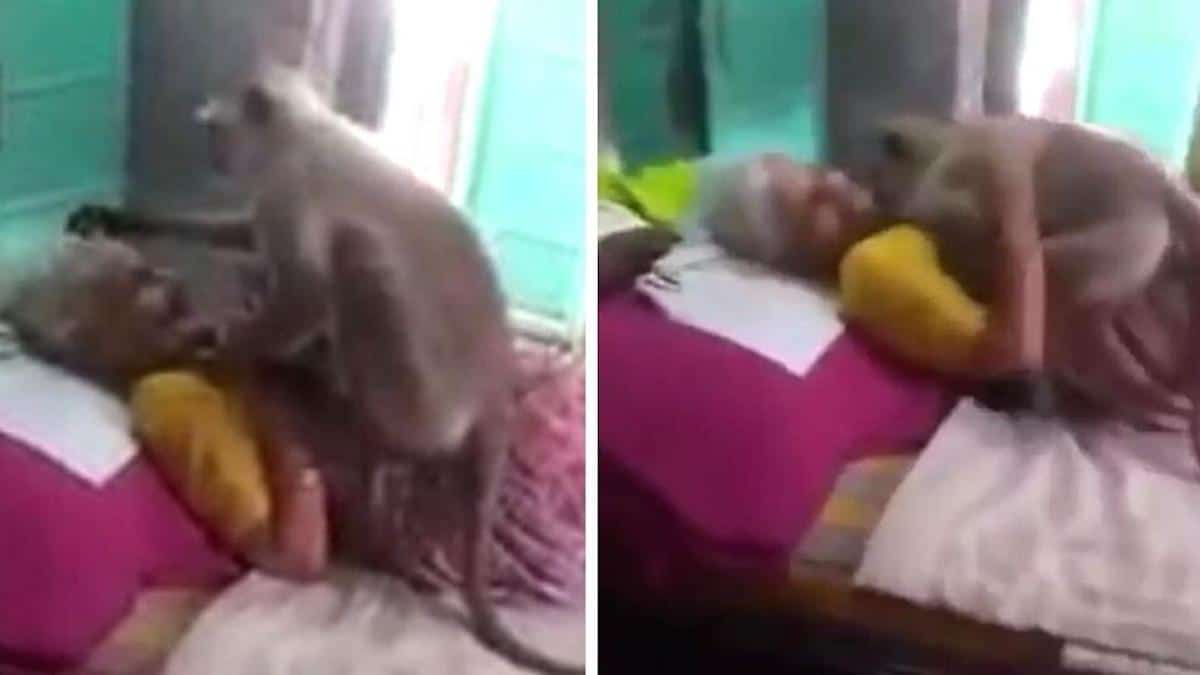 Vidéo : Un singe rend visite à une dame qui avait l'habitude de le nourrir et lui fait un câlin pour la remercier de son amour