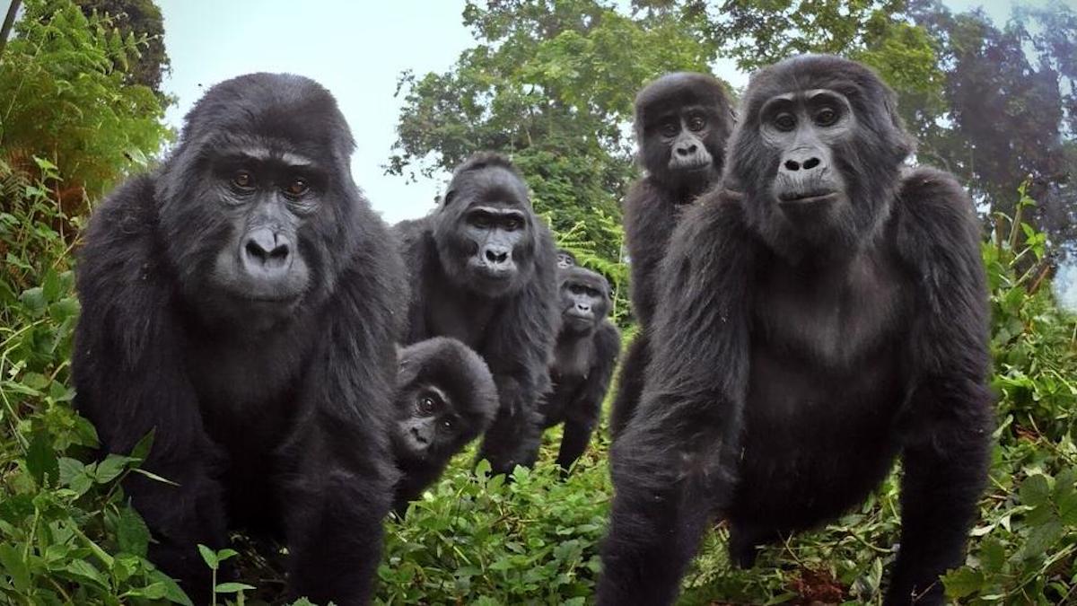 Vidéo : Une caméra cachée capture des Gorilles sauvages qui chantent en mangeant