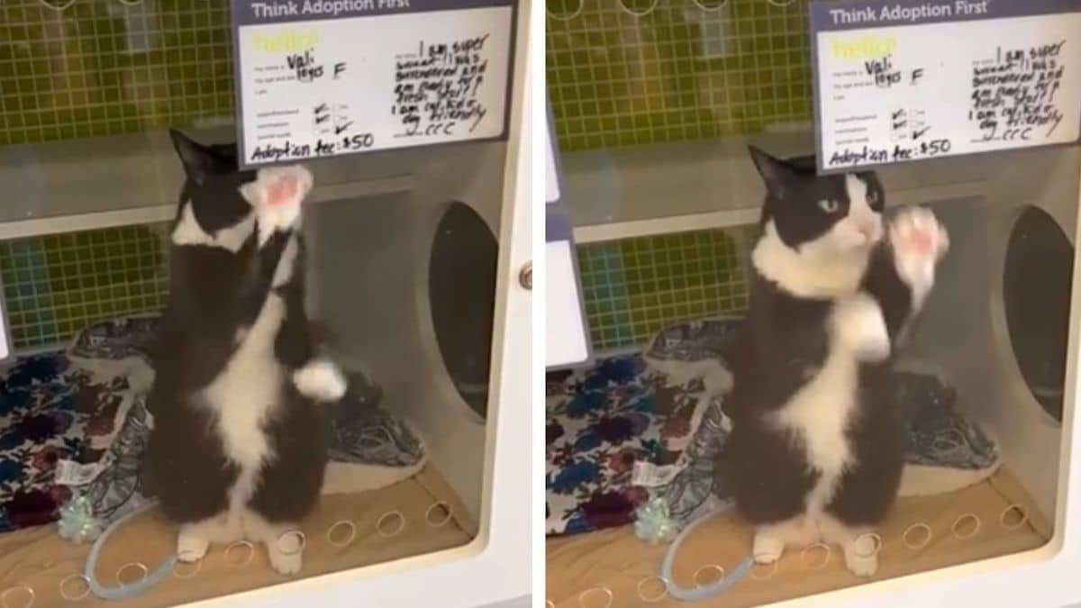 Vidéo : Une chatte salue tous les gens qu'elle croise pour attirer l'attention et obtenir un foyer