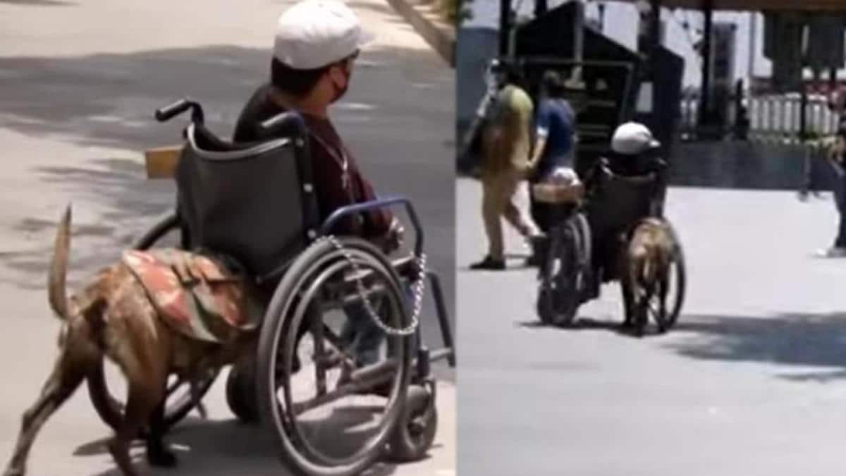 Vidéo : Une chienne berger allemand aide son jeune maître en fauteuil roulant à vendre...