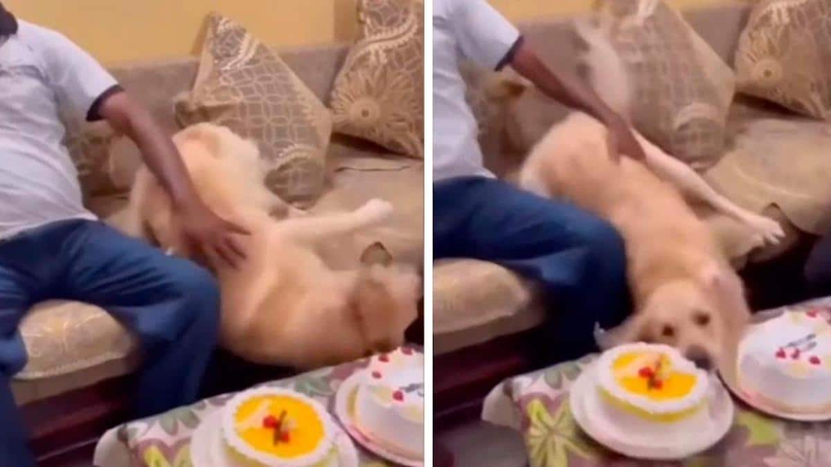 Vidéo : Une chienne intelligente simule une chute et profite de l'instant pour manger un gâteau