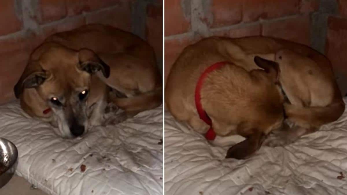 Vidéo : Une chienne utilisée pour la reproduction cache son visage après avoir été abandonnée