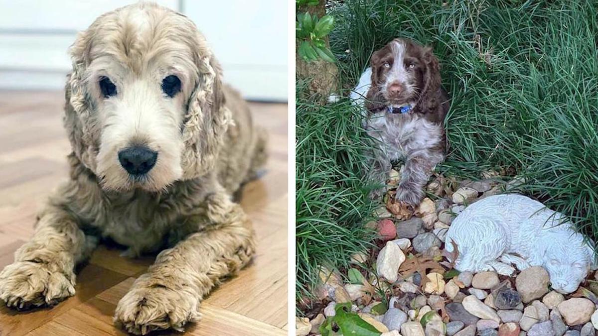 Vidéo : Une famille est touchée de voir son nouveau chien visiter le même endroit spécial chaque matin
