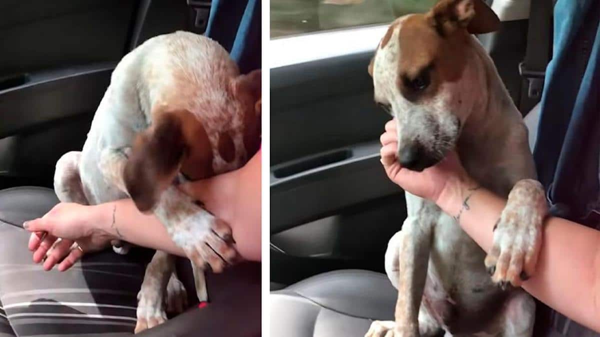 Vidéo : Une femme sauve un chien et il lui prend la main en signe de gratitude
