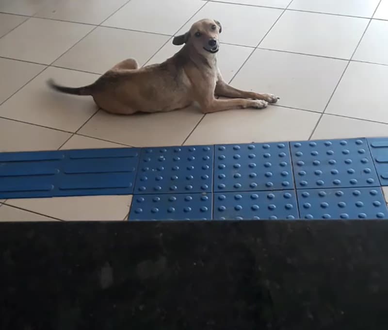 female dog