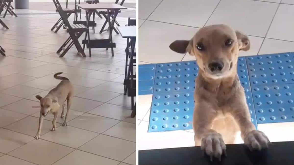 Vidéo : Une gentille chienne sans abri se rend chaque jour dans un café à la recherche de nourriture