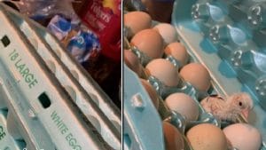 Vidéo : Une jeune femme préparant le petit-déjeuner trouve un poussin nouveau-né dans une boîte à œufs