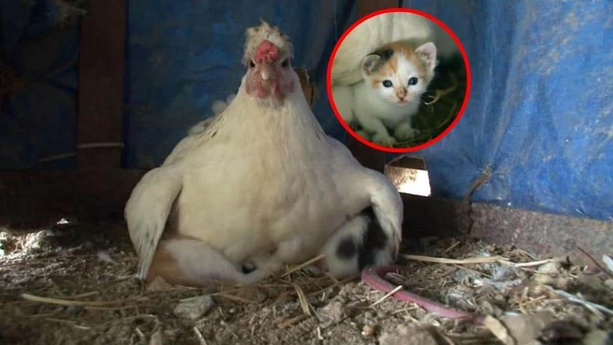 Vidéo : Une poule adopte des chatons, les réchauffe et les élève comme si c'était les siens