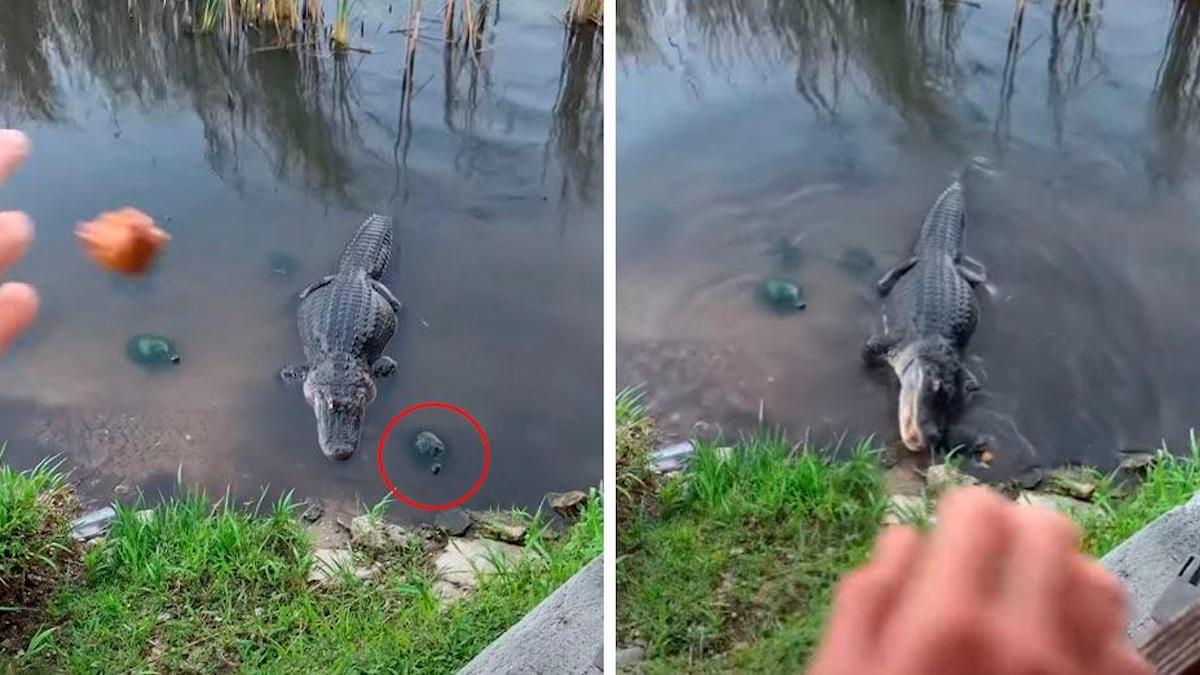 Vidéo : Une tortue sort du lac pour prendre la nourriture d'un alligator, puis s'en va..