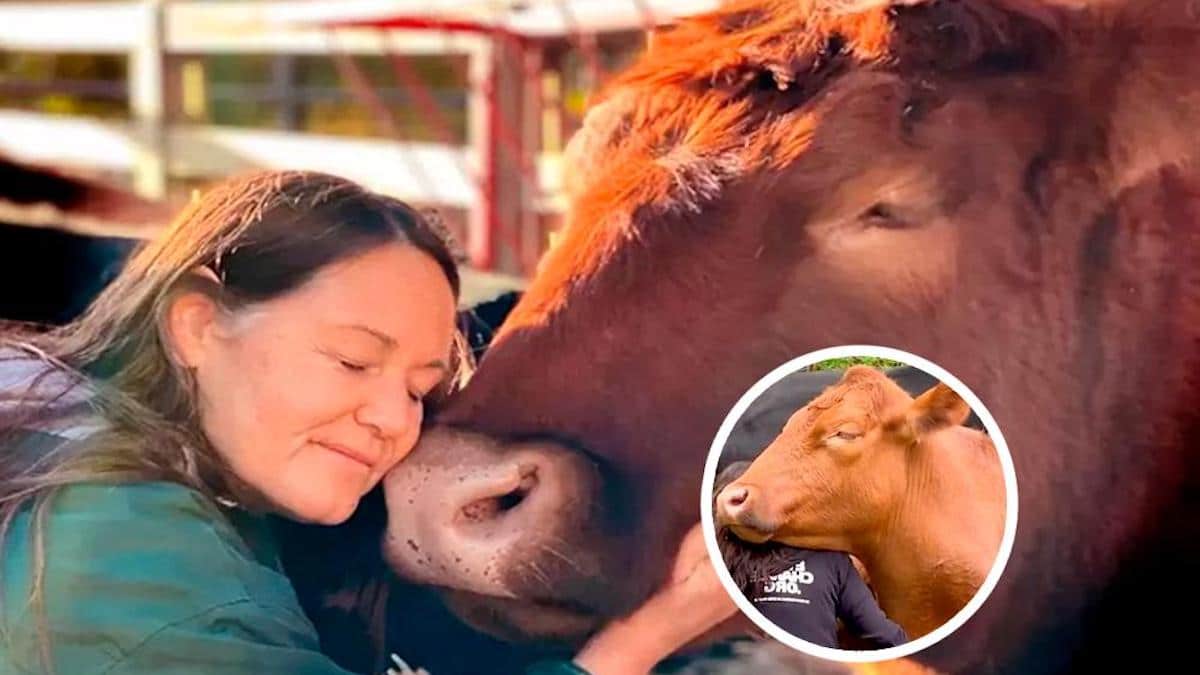 Vidéo : Une vache aimante fait un câlin à ses sauveteurs pour les remercier : "Courageuse et extrêmement affectueuse"
