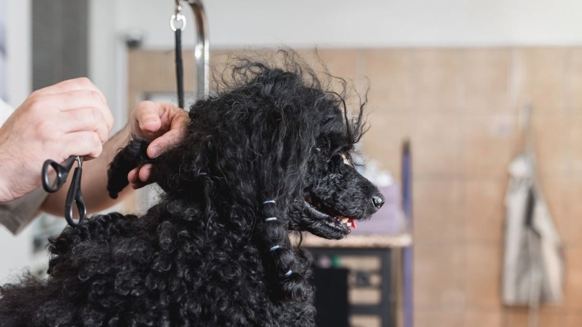Voici comment couper les poils d'un chien s'ils sont pleins de nœuds, selon les experts