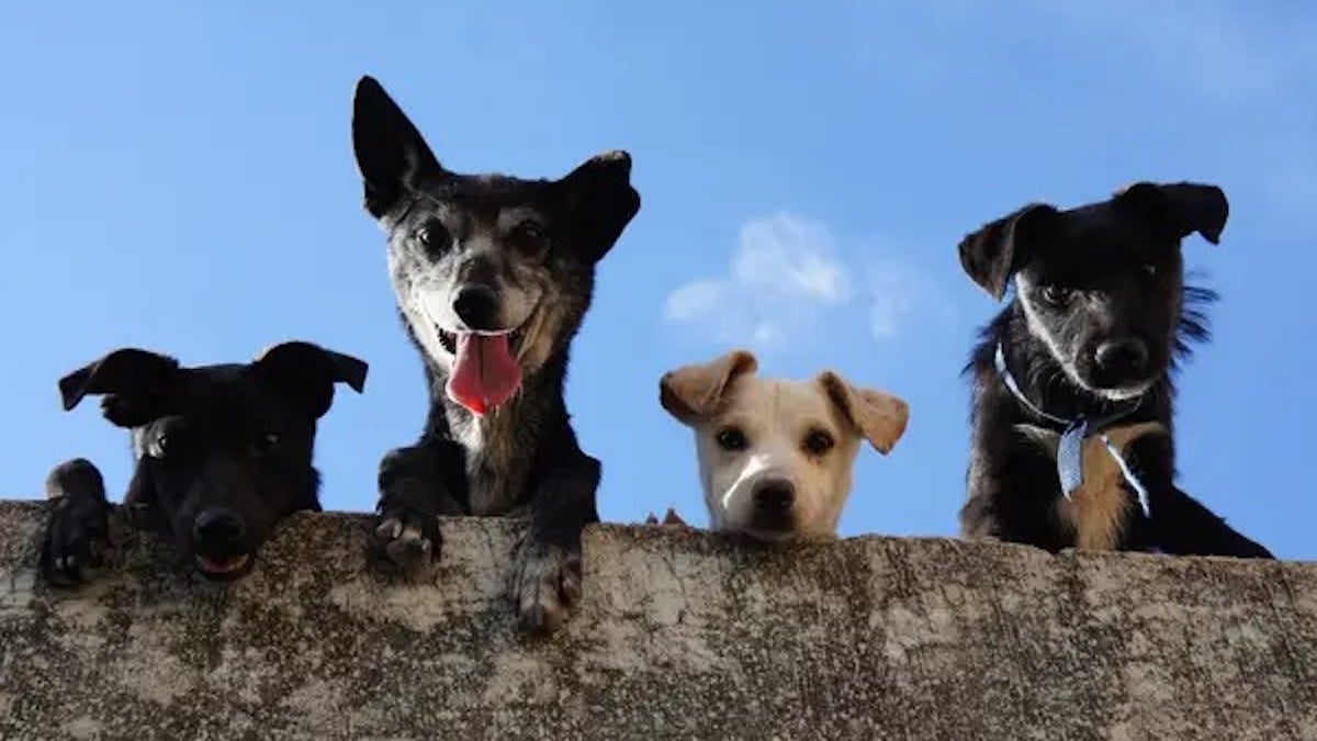 Voici les 8 races de chiens les plus élégantes au monde, ils sont magnifiques