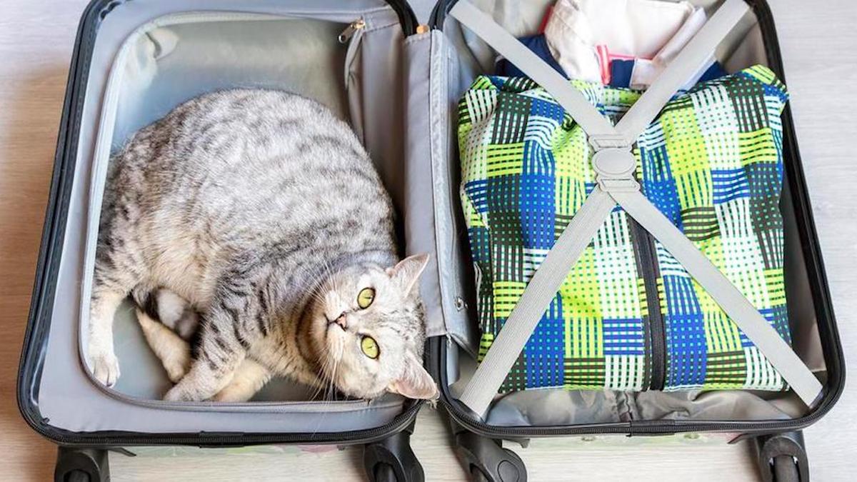 Voici les meilleurs conseils de base pour voyager avec votre chat