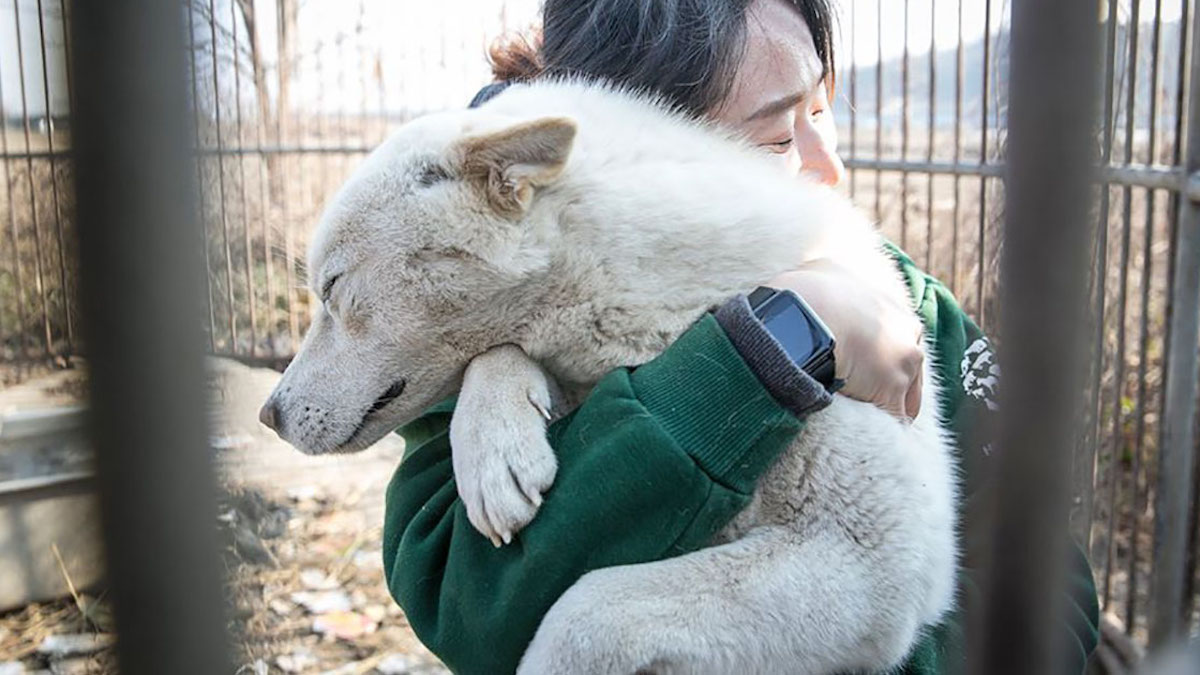 70 chiens destinés à la consommation de viande ont été sauvés d'une ferme en Corée du Sud