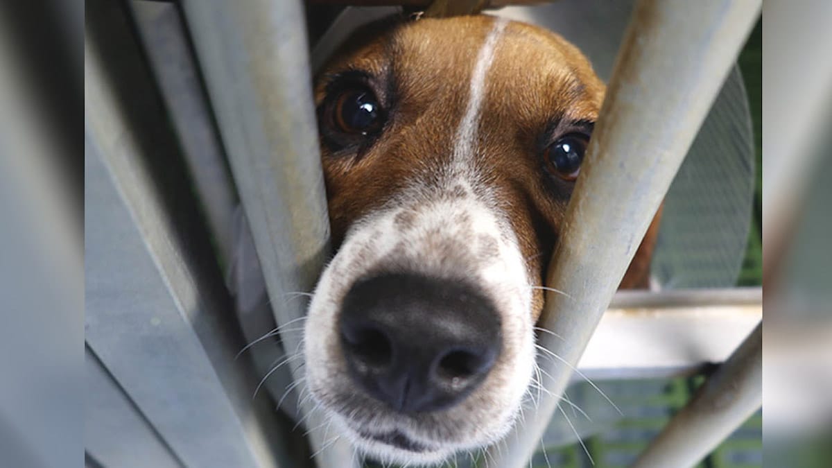 Des activistes sauvent des animaux d'un laboratoire à Madrid, poignant !