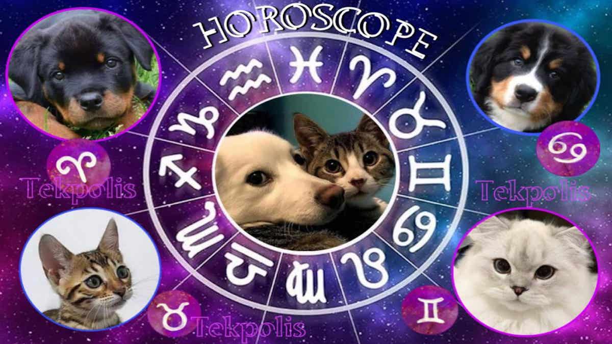 Horoscope chien ou chat : la personnalité de votre animal selon le Zodiaque