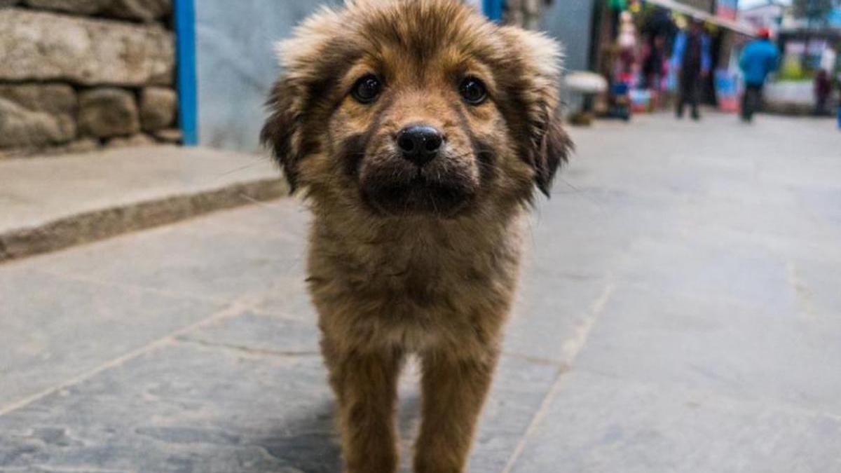 Journée internationale des chiens errants : découvrez comment aider les animaux sans abri