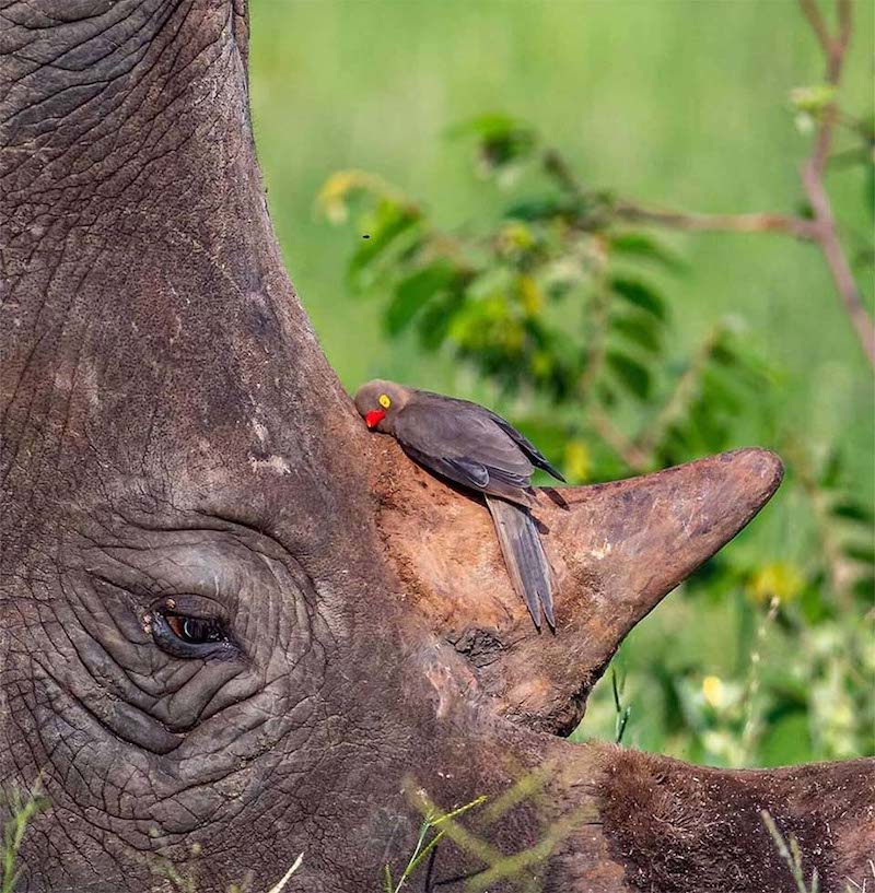 La douce étreinte entre un rhinocéros et un oiseau révolutionne la nature 12 rhinocéros