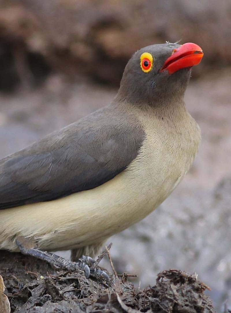 oiseau