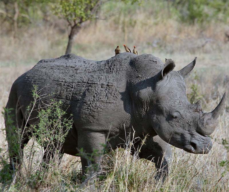 rhinocéros