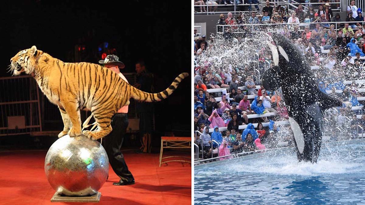 La France va interdire les animaux sauvages dans les cirques et les parcs aquatiques